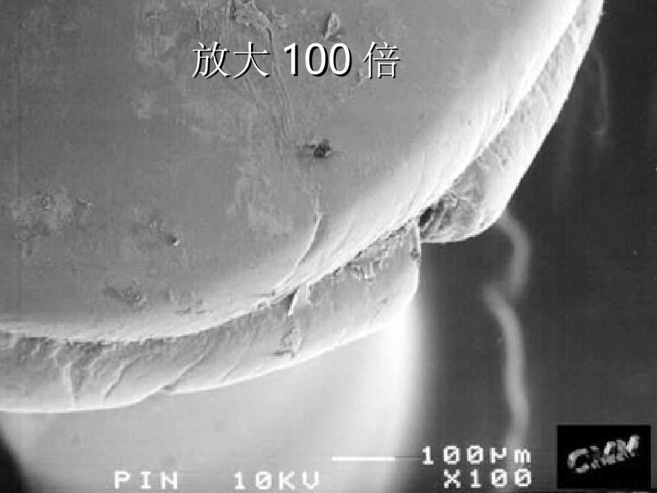 第一节_细菌和真菌的分布_第3页