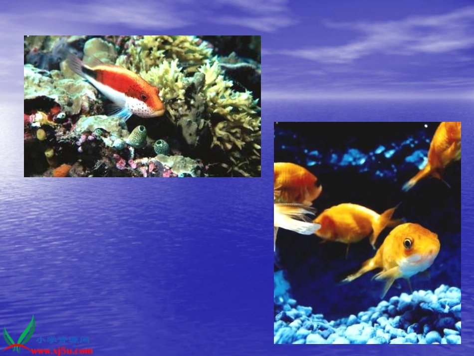 《浅水洼里的小鱼》PPT课件_第3页