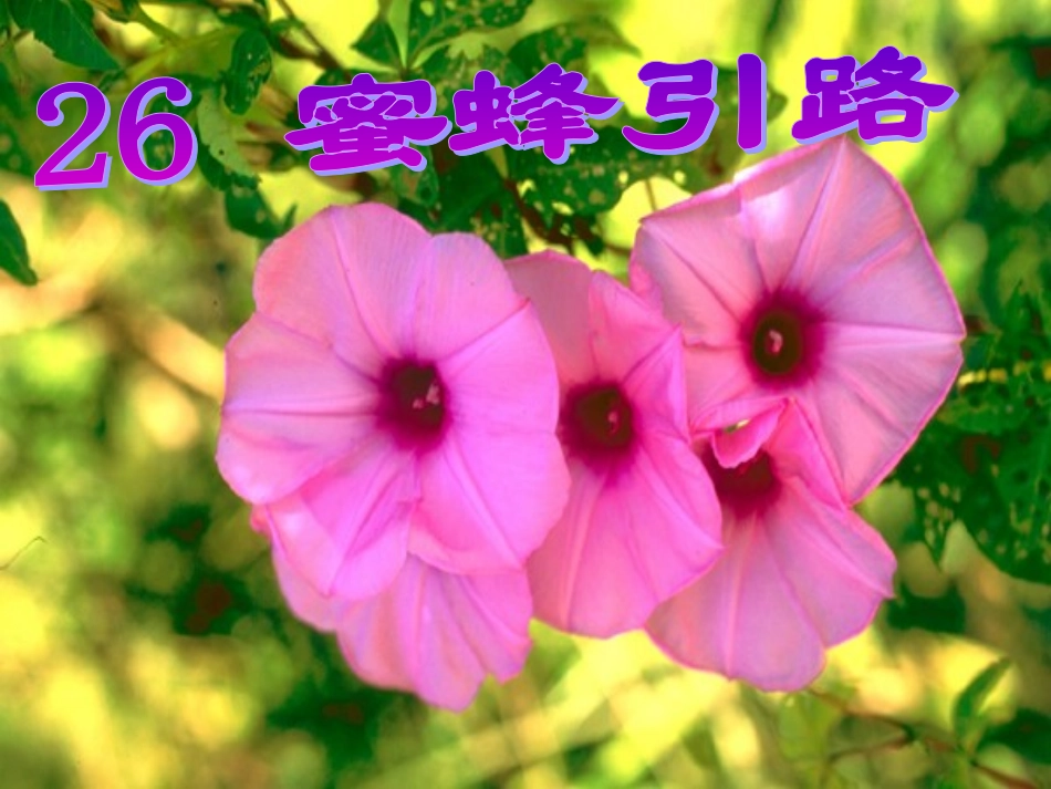 蜜蜂引路 ()_第1页