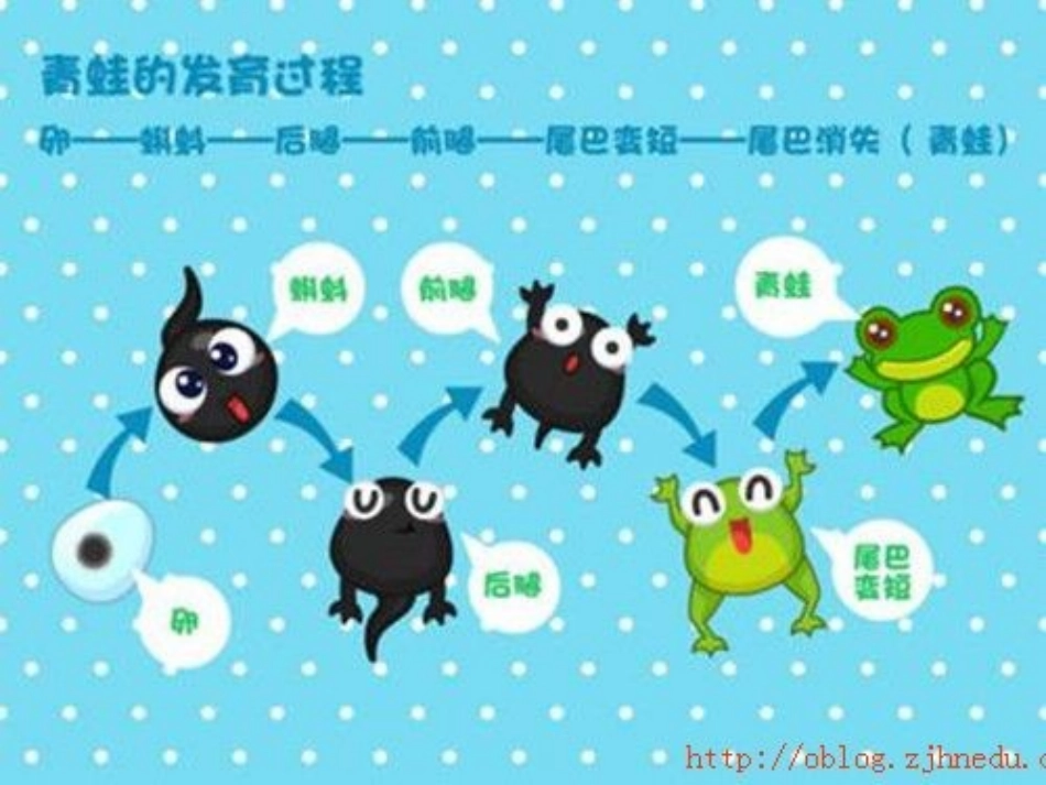 小蝌蚪找妈妈_第1页