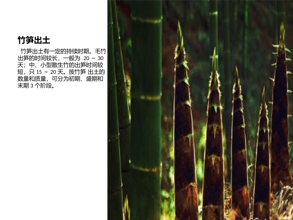 竹子的生长过程_第3页