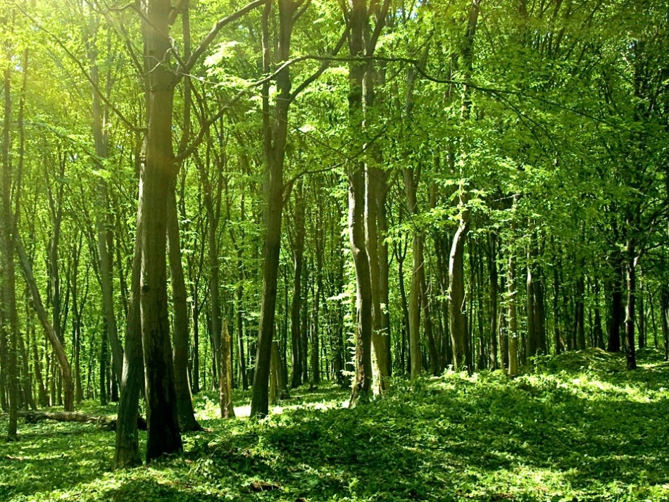 《汉字家园(一)①》课件_第3页