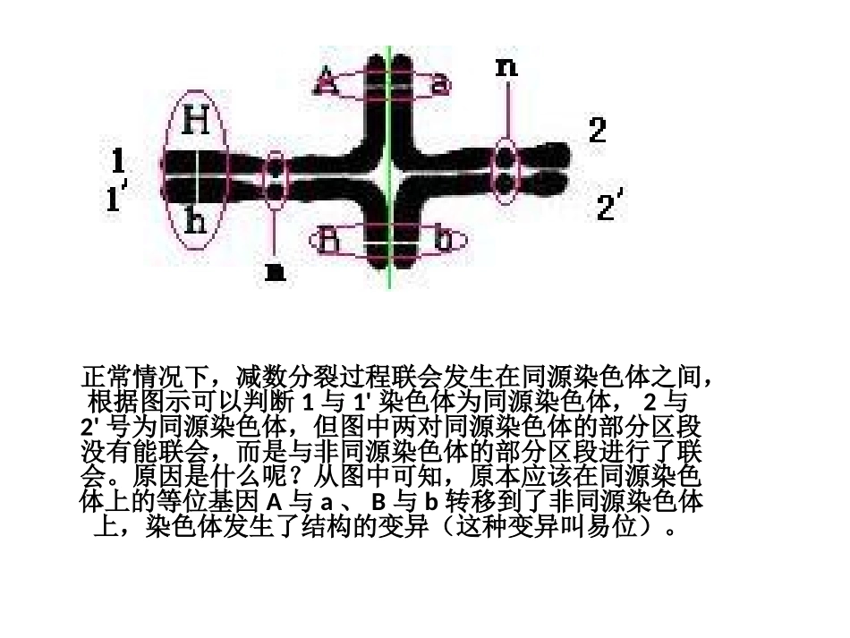 十字型染色体_第1页
