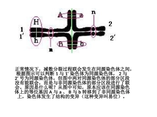十字型染色体