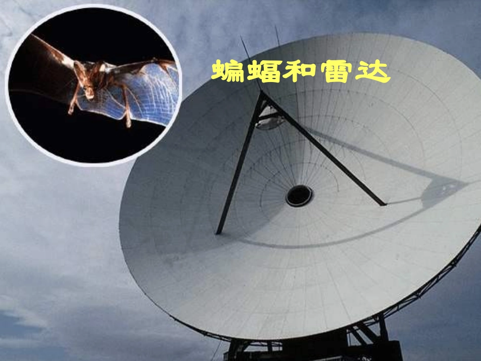 《蝙蝠和雷达》课件_第1页