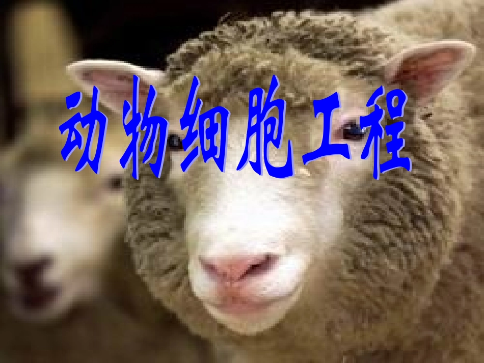 动物细胞培养与核移植_第1页
