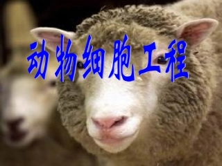 动物细胞培养与核移植