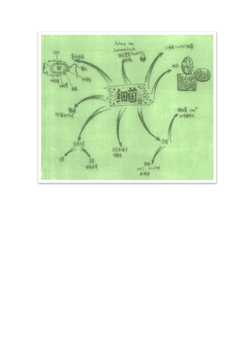 细菌思维导图_第1页