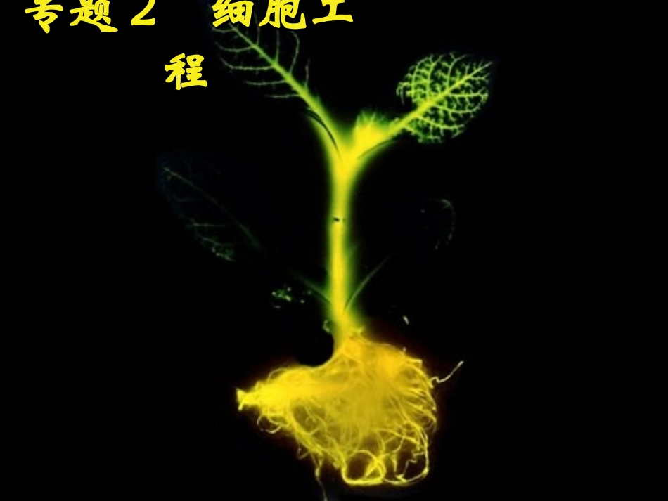 植物细胞工程_第1页