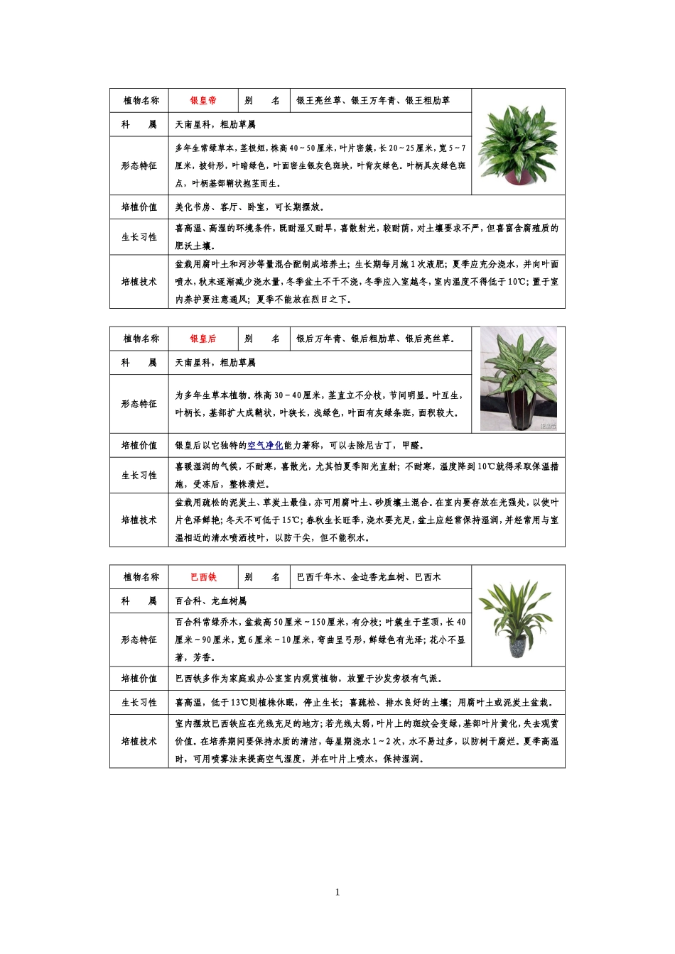 种盆栽植物图片及名称_第1页