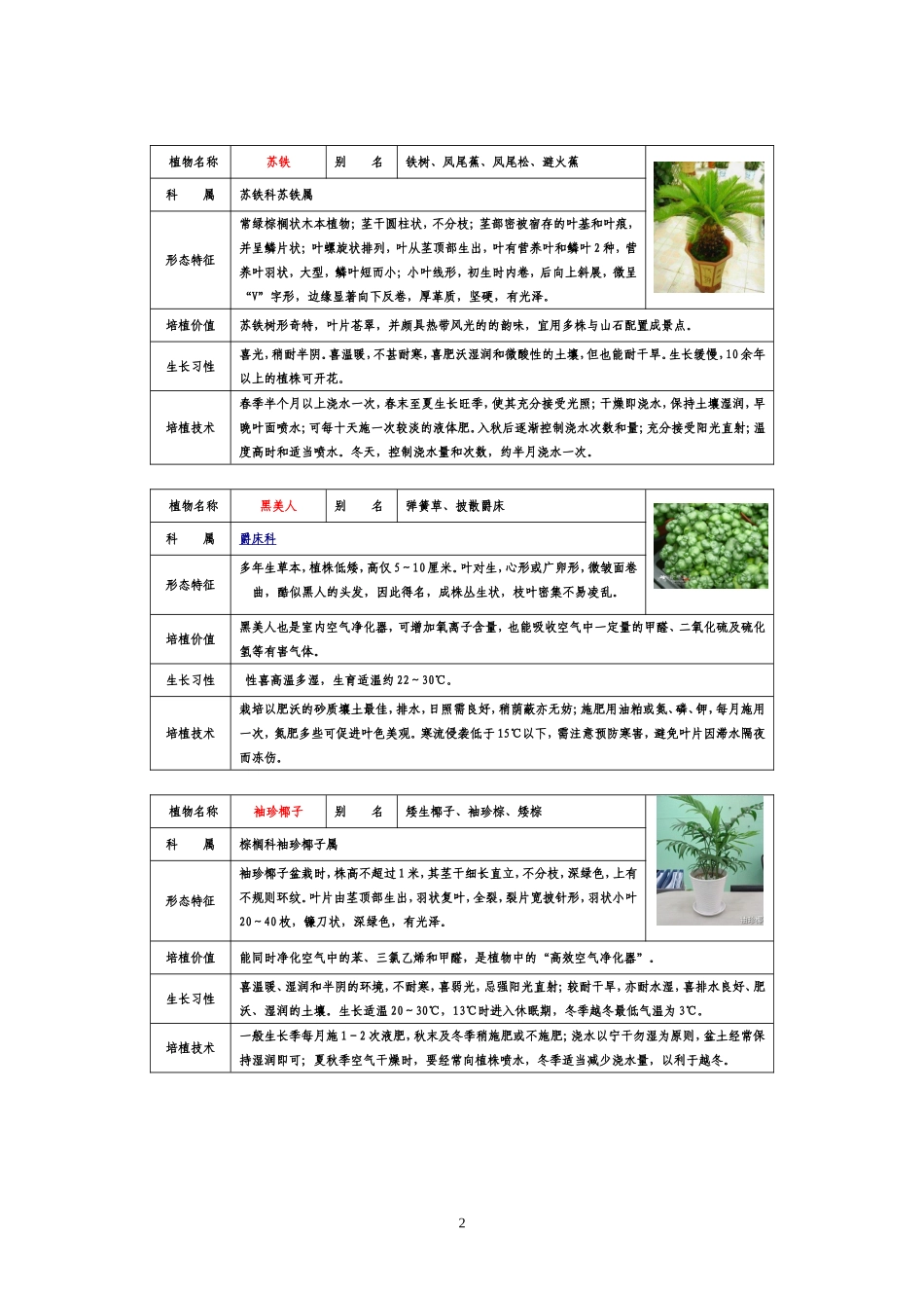 种盆栽植物图片及名称_第2页