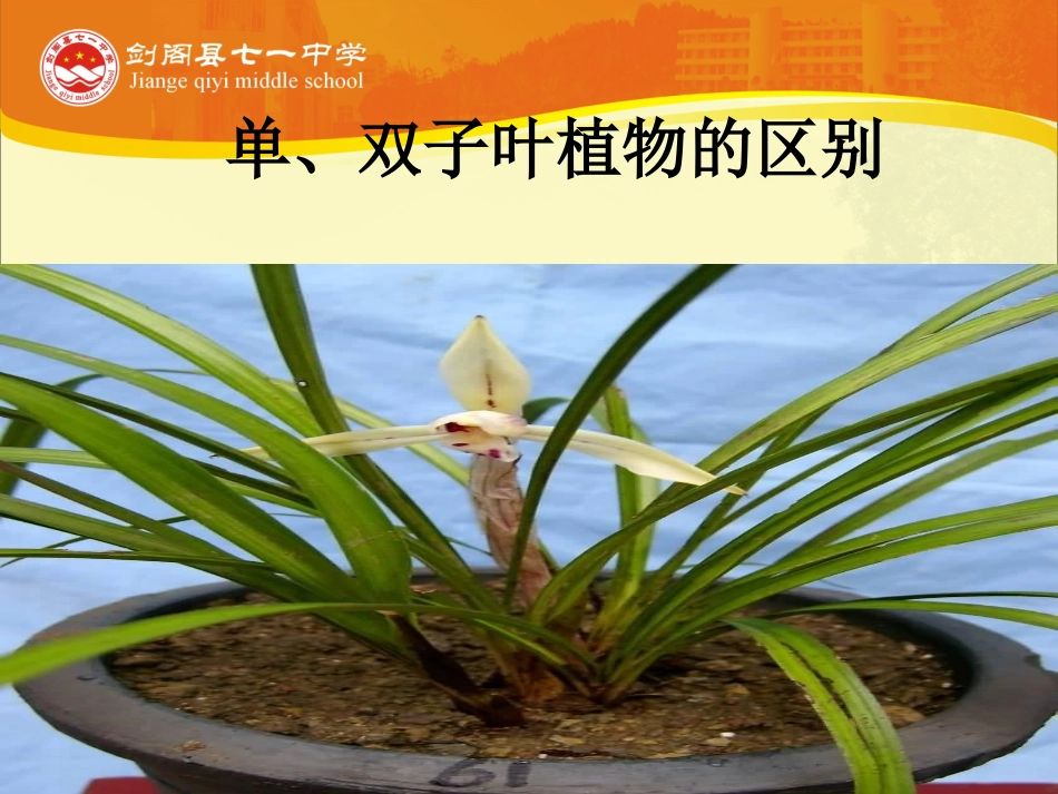 -单双子叶植物的区别_第2页