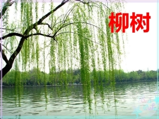 中班班素（2）柳树