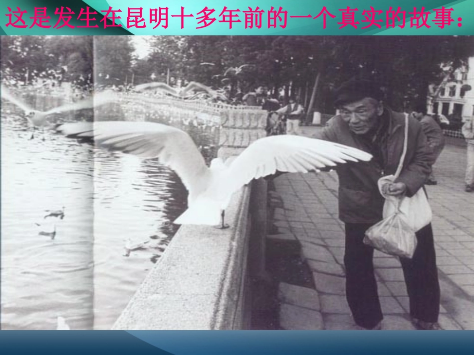 《老人与海鸥》课件1_第1页