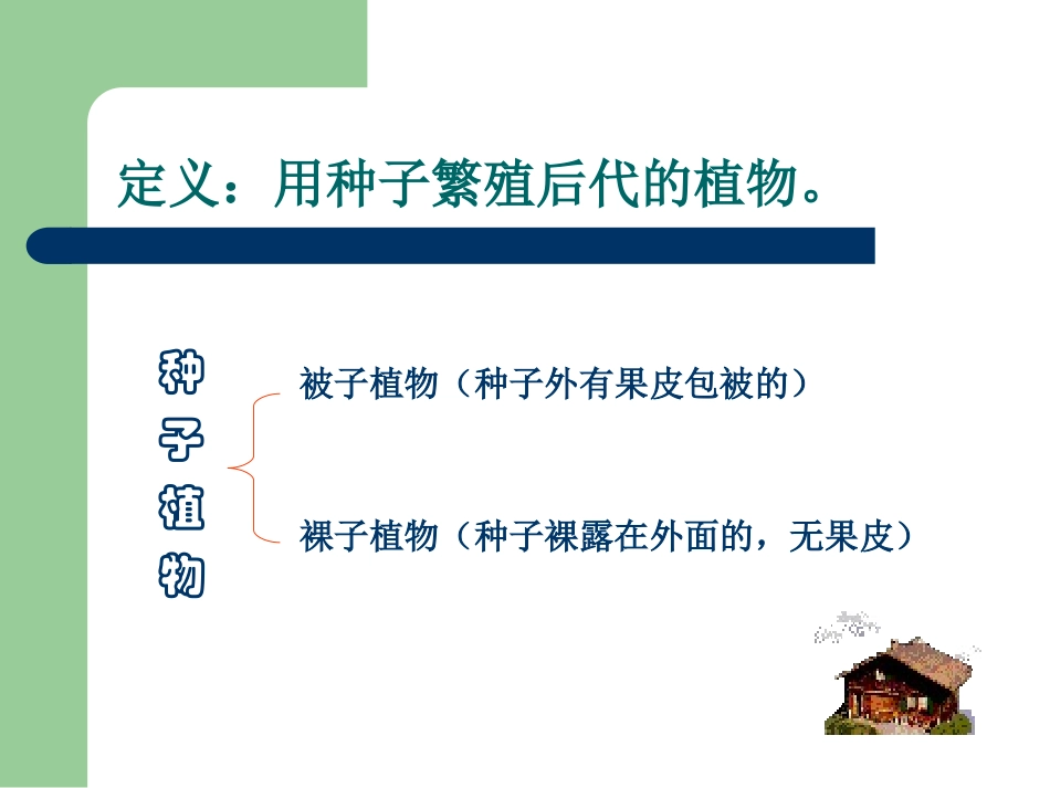 种子植物课件_第2页