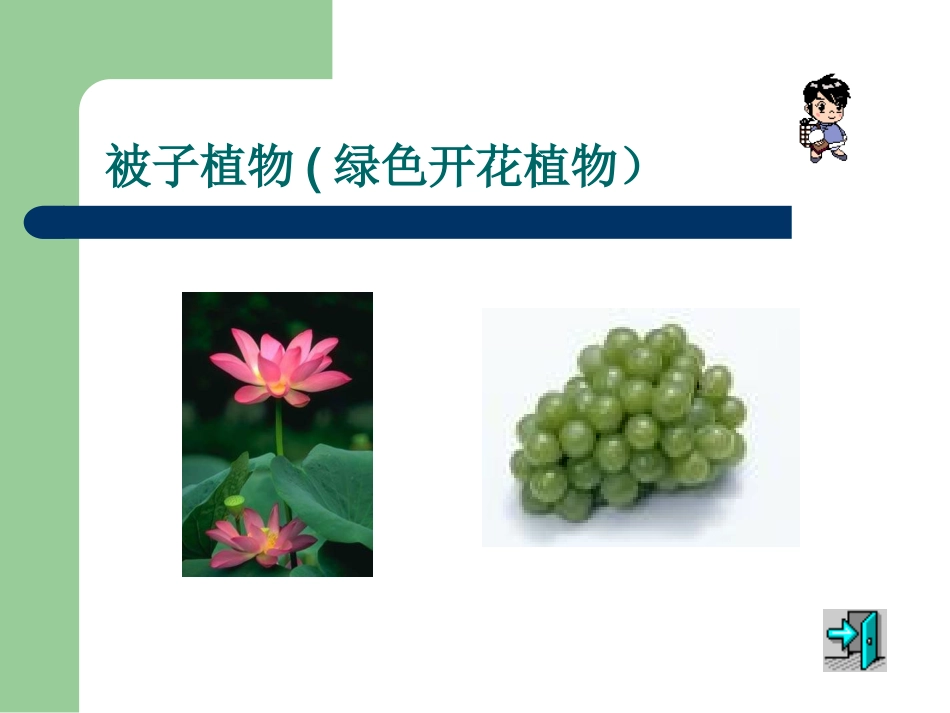种子植物课件_第3页