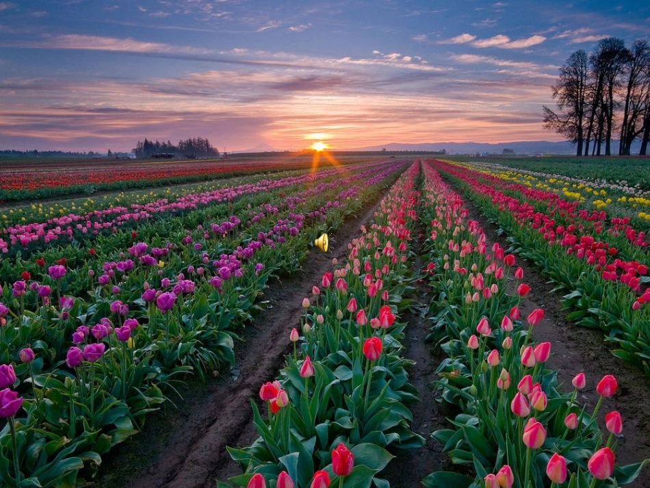 小学语文S版二年级上册植物妈妈有办法PPT课件_第1页