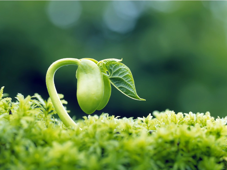 小学语文S版二年级上册植物妈妈有办法PPT课件_第2页