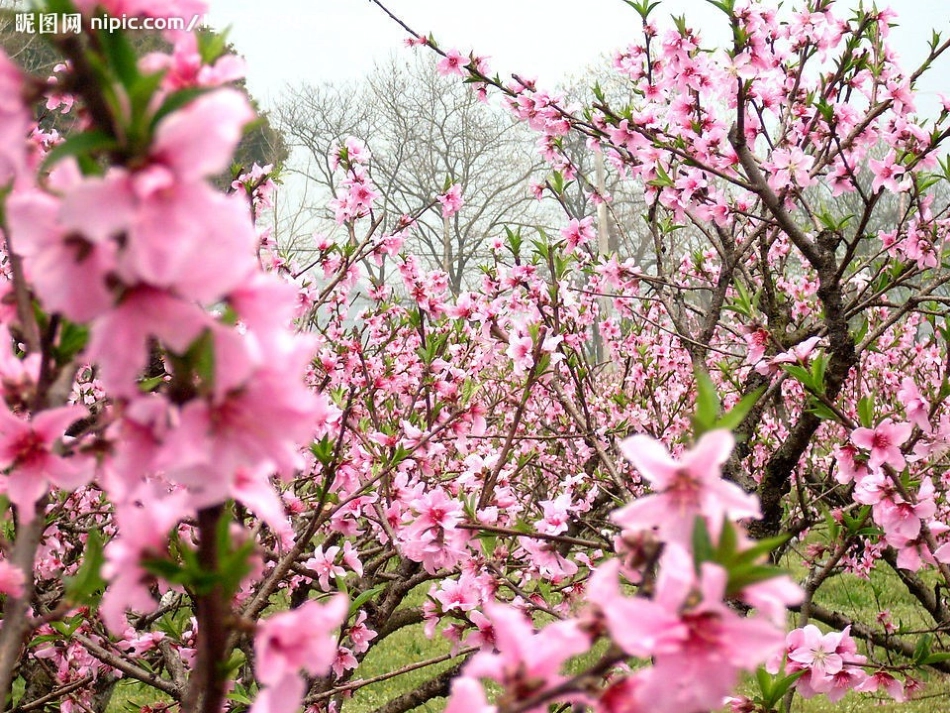 小学语文S版二年级上册植物妈妈有办法PPT课件_第3页