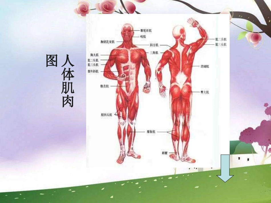 人教版体育与健康《人体与运动》课件@无忧PPT(1)_第3页