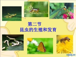 第二节昆虫的生殖和发育