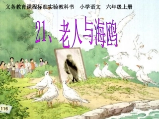 老人与海鸥课件