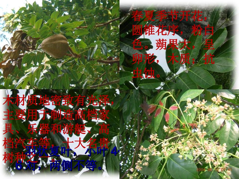 人教版语文六年级下册《桃花心木》课件_第3页