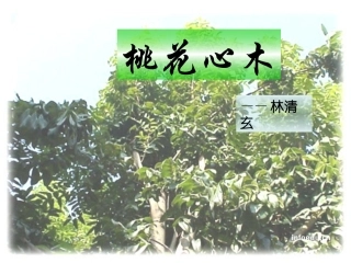 人教版语文六年级下册《桃花心木》课件