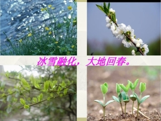 《燕子》课件3