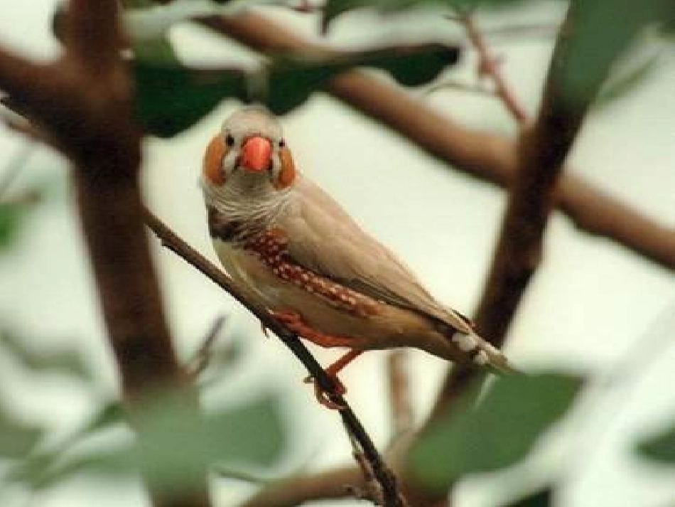 五上《珍珠鸟》_第3页