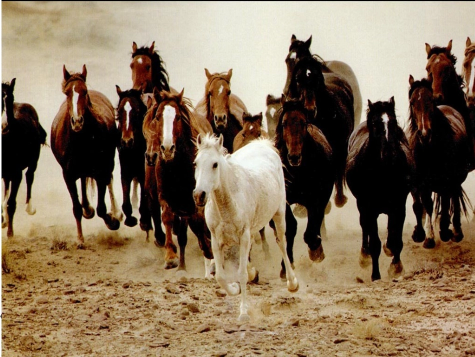 《马说》课件 (2)_第1页