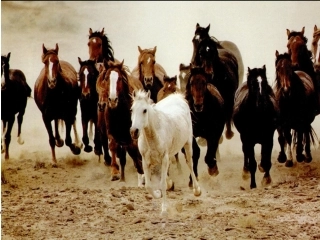 《马说》课件 (2)