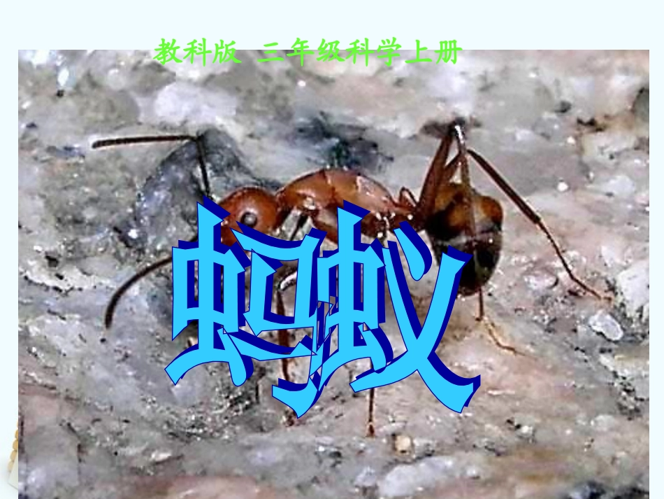 蚂蚁PPT三上 ()_第1页