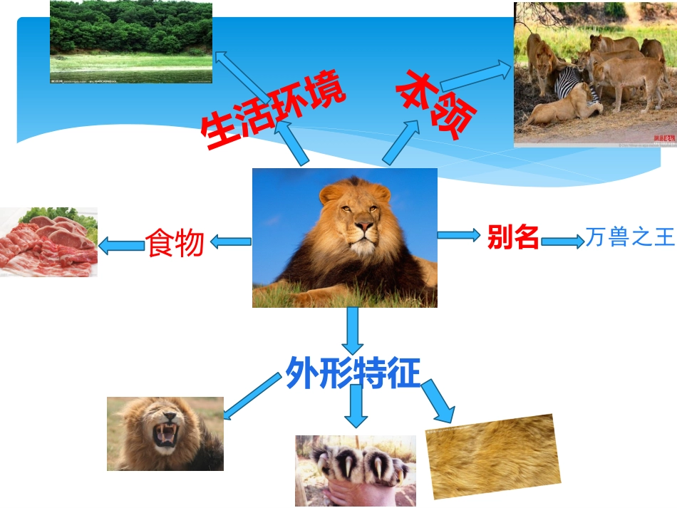 动物课件课件_第2页