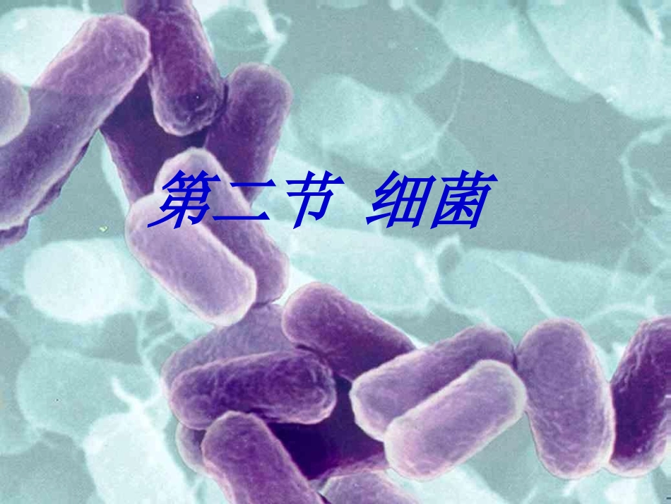细菌课件（上课版）_第1页