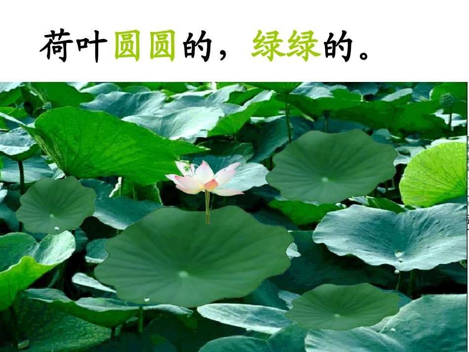 荷叶圆圆课件修改_第1页