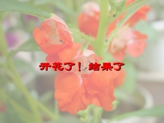 开花了结果了PPT三下