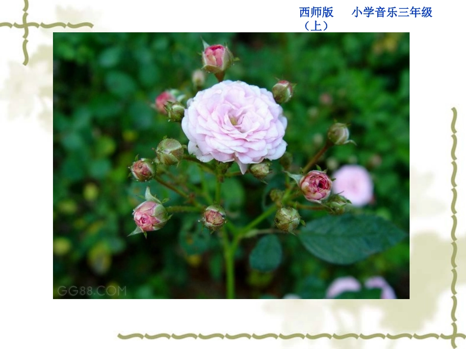 黄桷树，山茶花_第3页