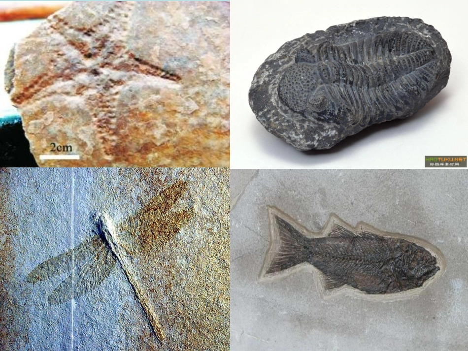 第二节生物进化的历程_第3页