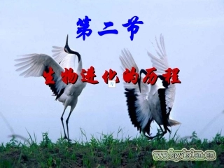 第二节生物进化的历程