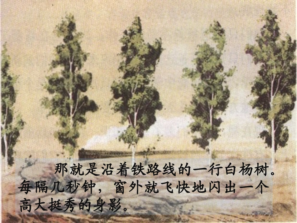 白杨课件课件_第2页