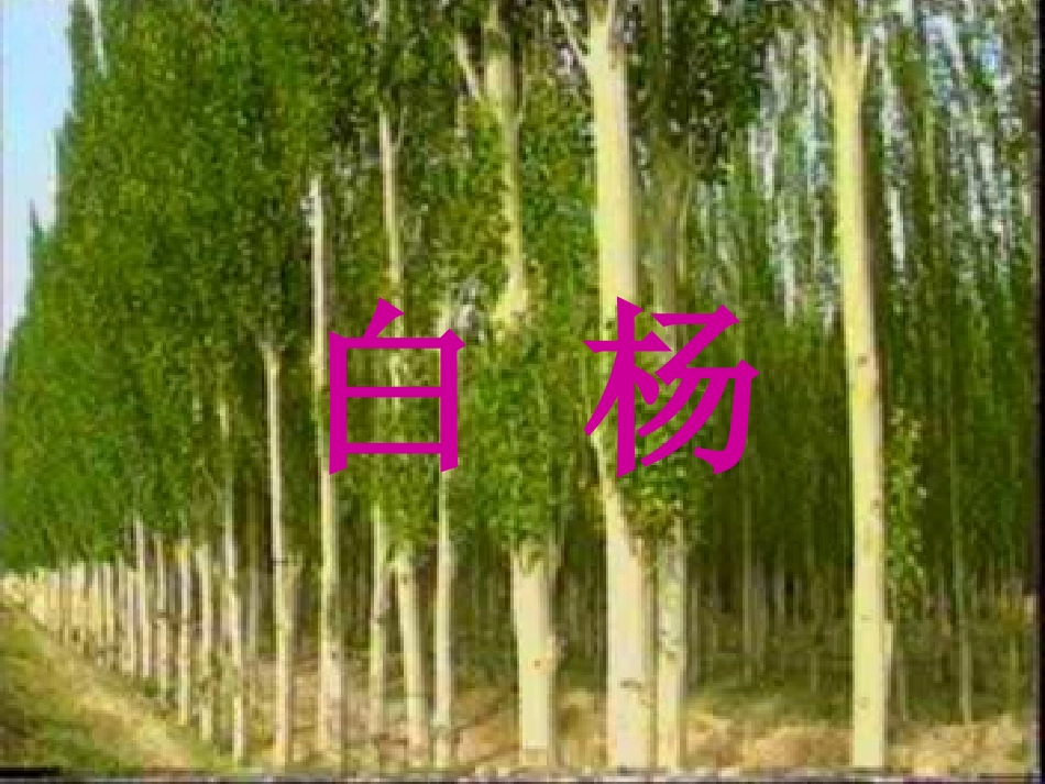 白杨课件课件_第3页