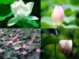 《爱莲说》课件