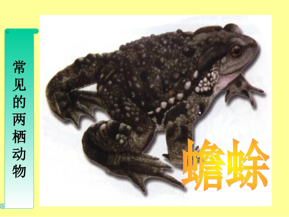 人教版第三节两栖动物的生殖和发育[1]_第3页