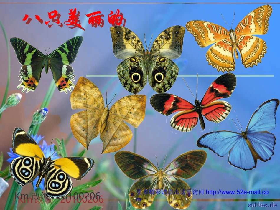 综合实践昆虫世界_第3页