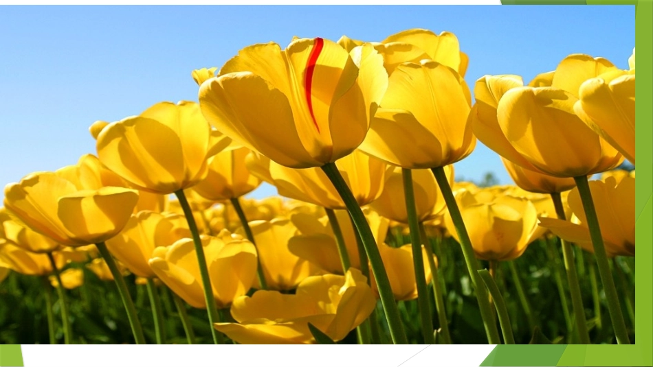 神奇的自然课件_第2页