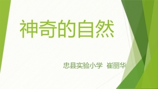 神奇的自然课件