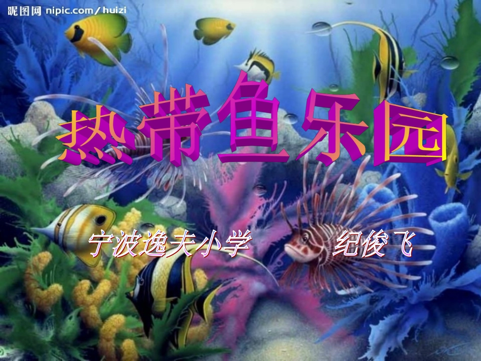 美丽的热带鱼_第3页