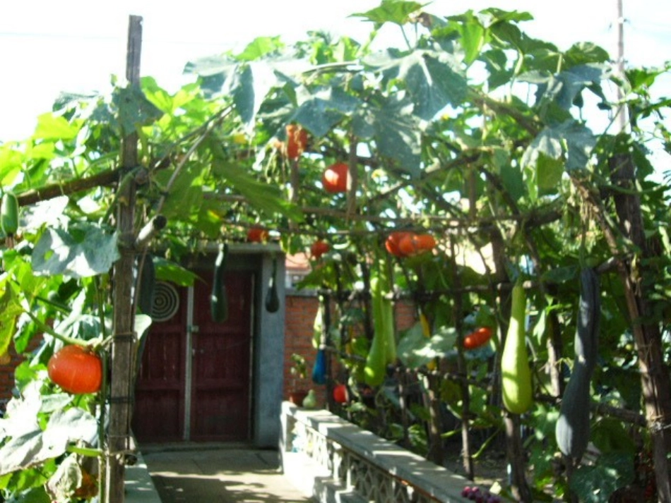 乡下人家课件_第2页