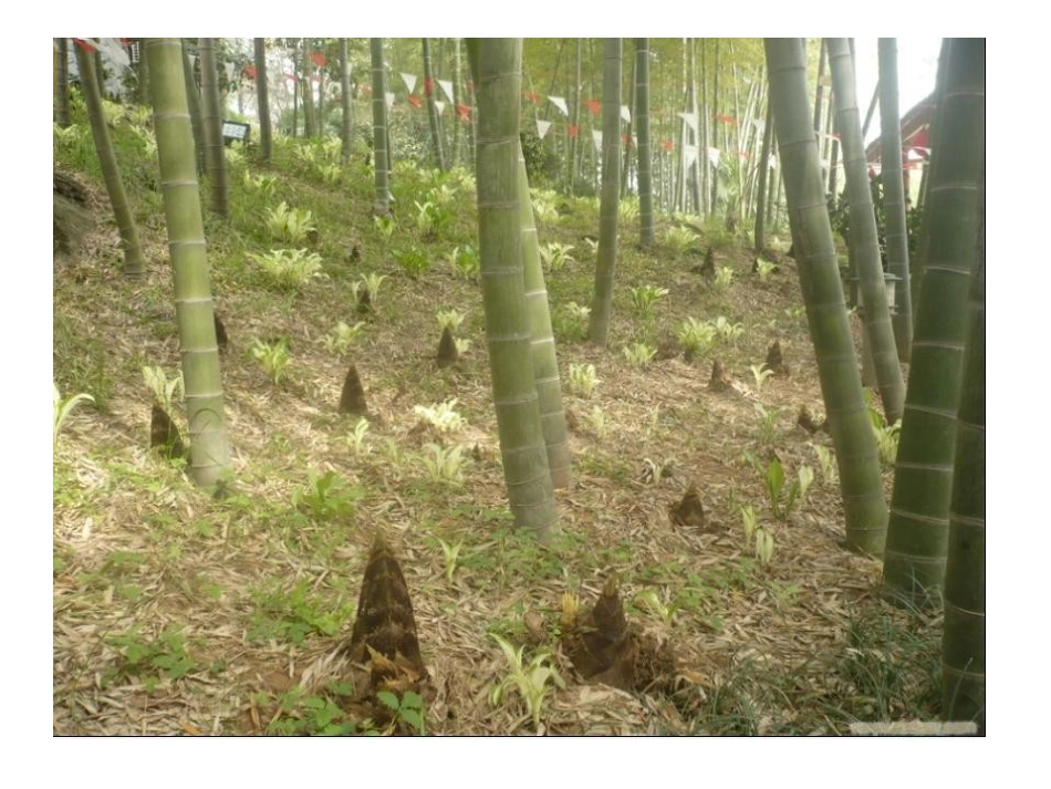 一年级语文下册识字1_第3页